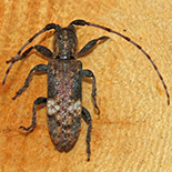 Hyagnis fistularius
